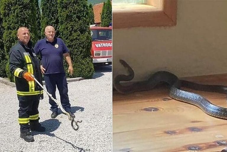 Velika zmija im ušla u kuću, morali zvati vatrogasce u pomoć