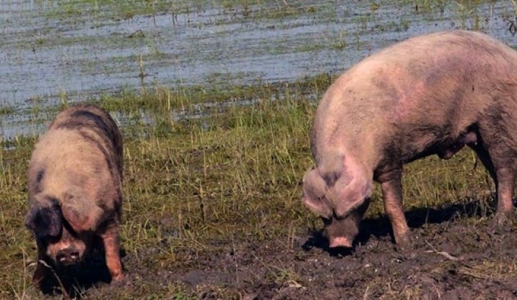 Afrička svinjska kuga potvrđena na 20 imanja u Bijeljini